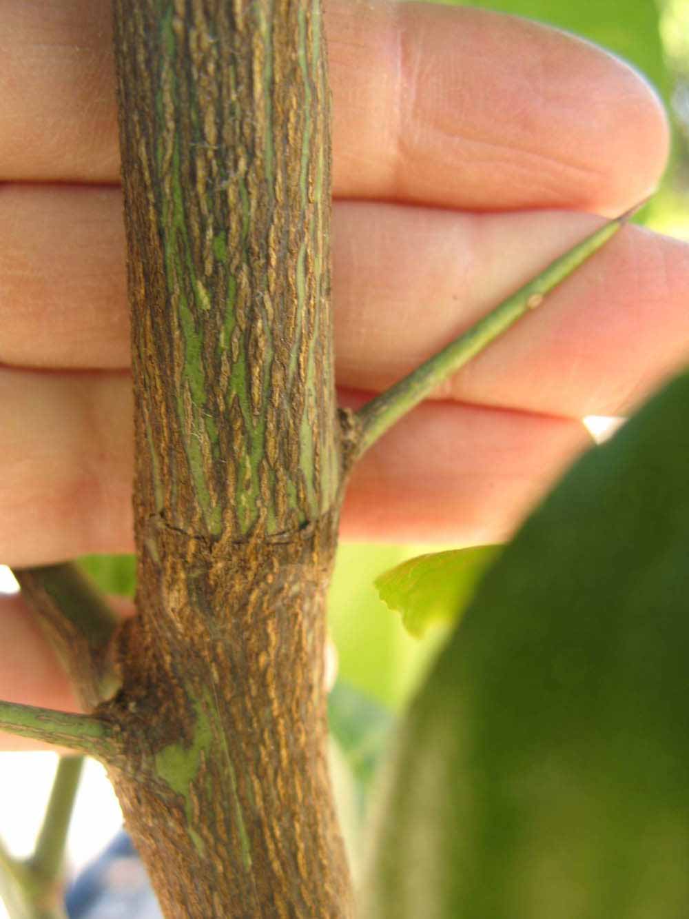              Second - third year twig (Winter Haven, FL)       